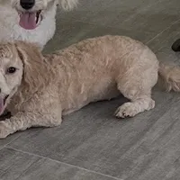 Sophie, a female Bichon Frise and Miniature Goldendoodle for sale in Claypool, IN – Photo 3 of 8