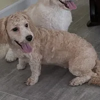Sophie, a female Bichon Frise and Miniature Goldendoodle for sale in Claypool, IN – Photo 4 of 8