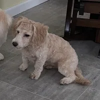 Sophie, a female Bichon Frise and Miniature Goldendoodle for sale in Claypool, IN – Photo 6 of 8
