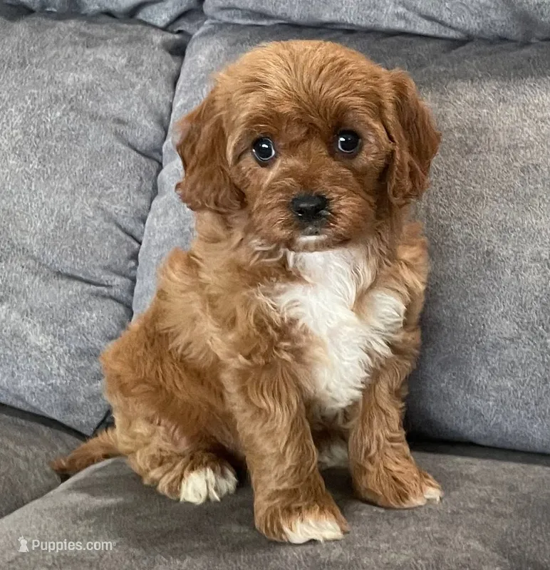 Marta  – Cavapoo puppy for sale in Claypool, IN