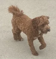 Ruthie -spayed-potty trained, a female Cavapoo for sale in Claypool, IN – 7 of 10