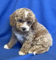 Pretty Boy, a male Bichon Frise and Cavapoo for sale in Claypool, IN – Photo 7 of 7