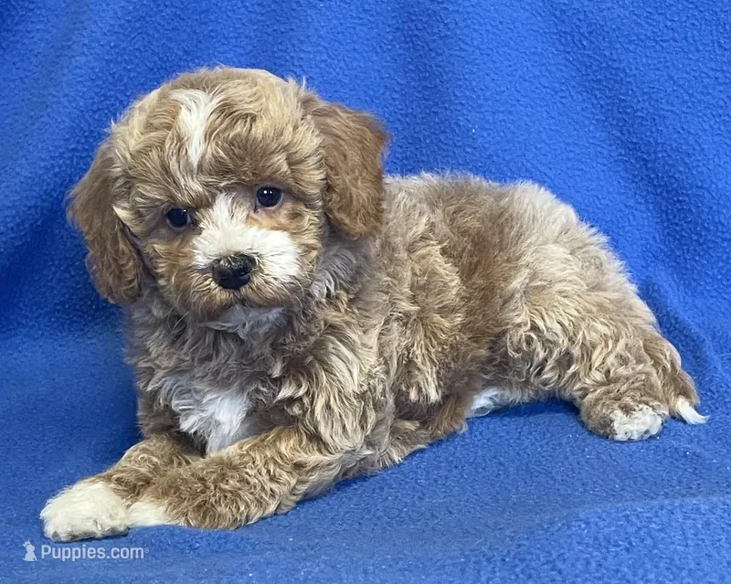 Pretty Boy – Bichon Frise, Cavapoo puppy for sale in Claypool, IN