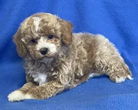 Pretty Boy, a male Bichon Frise and Cavapoo for sale in Claypool, IN – Photo 1 of 7