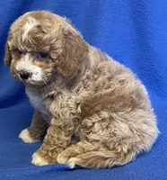 Pretty Boy, a male Bichon Frise and Cavapoo for sale in Claypool, IN – Photo 6 of 7