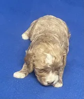 Pretty Boy, a male Bichon Frise and Cavapoo for sale in Claypool, IN – Photo 2 of 5
