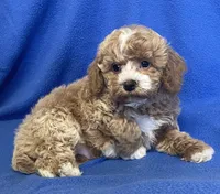 Pretty Boy, a male Bichon Frise and Cavapoo for sale in Claypool, IN – Photo 3 of 7