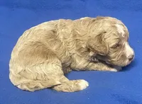 Pretty Boy, a male Bichon Frise and Cavapoo for sale in Claypool, IN – Photo 3 of 5