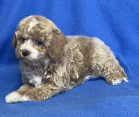 Pretty Boy, a male Bichon Frise and Cavapoo for sale in Claypool, IN – Photo 2 of 7