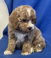 Pretty Boy, a male Bichon Frise and Cavapoo for sale in Claypool, IN – Photo 5 of 7