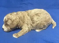 Pretty Boy, a male Bichon Frise and Cavapoo for sale in Claypool, IN – Photo 5 of 5