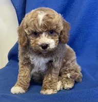 Pretty Boy, a male Bichon Frise and Cavapoo for sale in Claypool, IN – Photo 4 of 7