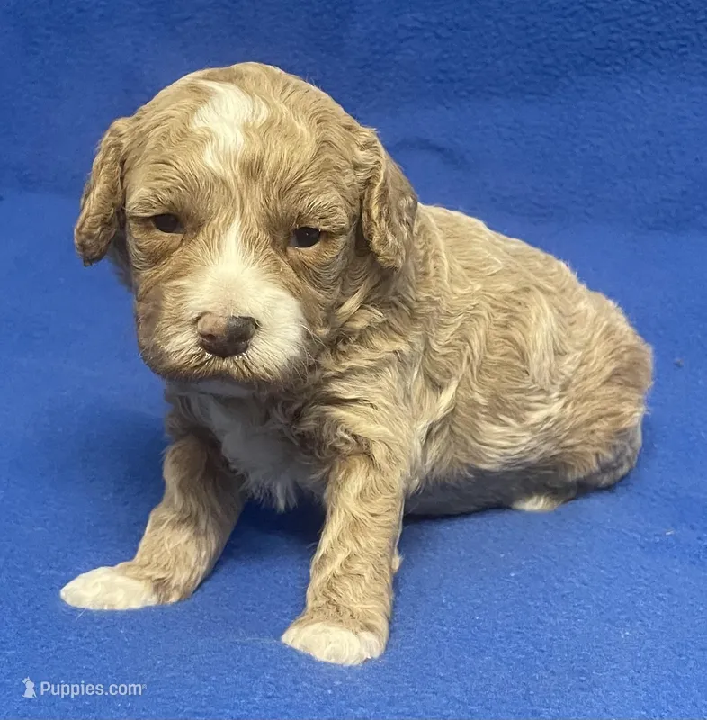 Pretty Boy – Bichon Frise, Cavapoo puppy for sale in Claypool, IN