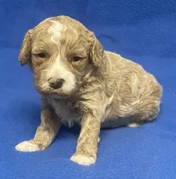 Pretty Boy, a male Bichon Frise and Cavapoo for sale in Claypool, IN – Photo 1 of 5