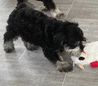 Larry , a male Miniature Schnauzer for sale in Claypool, IN – 2 of 9