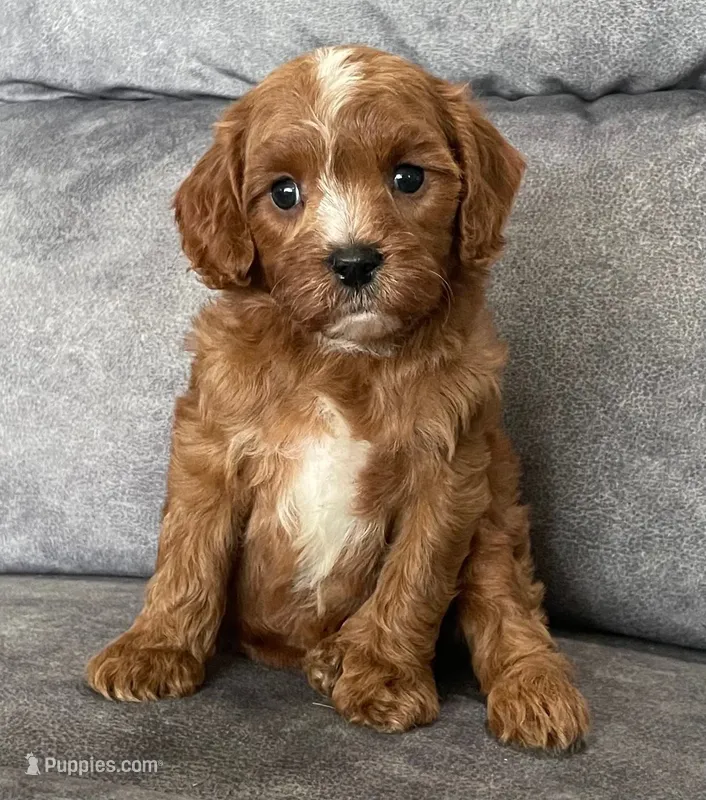 Koda – Cavapoo puppy for sale in Claypool, IN