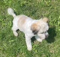 Smudge, a female Havachon for sale in Claypool, IN – 6 of 7