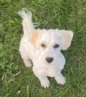 Jasper, a male Havachon for sale in Claypool, IN – 9 of 9
