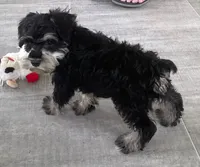 Larry , a male Miniature Schnauzer for sale in Claypool, IN – 3 of 9