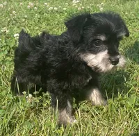 Louise, a female Miniature Schnauzer for sale in Claypool, IN – 2 of 6