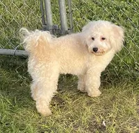 Hadley, a male Bichon Frise and Goldendoodle for sale in Claypool, IN – 3 of 6