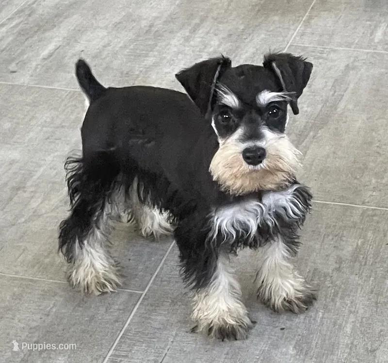Endora – Miniature Schnauzer puppy for sale in Claypool, IN