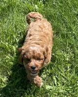 Ezra, a male Cavapoo for sale in Claypool, IN – 4 of 7