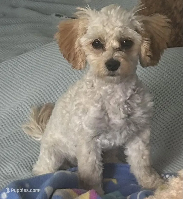 Mille – Cavapoo puppy for sale in Claypool, IN