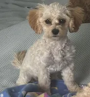 Mille, a female Cavapoo for sale in Claypool, IN – 1 of 6