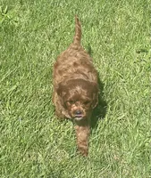 Tara, a female Cavapoo for sale in Claypool, IN – 4 of 8