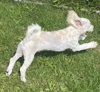 Danny, a male Havachon for sale in Claypool, IN – 2 of 6