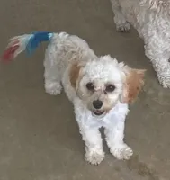 Mighty Mille (Small), a female Bichon Frise and Cavapoo for sale in Claypool, IN – 5 of 8