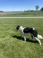 Cinch, a male Sheepadoodle for sale in Claypool, IN – 6 of 7