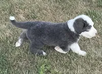 Blue, a male Sheepadoodle for sale in Claypool, IN – Photo 2 of 7