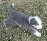 Blue, a male Sheepadoodle for sale in Claypool, IN – Photo 7 of 7