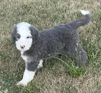 Blue, a male Sheepadoodle for sale in Claypool, IN – Photo 1 of 7