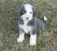 Blue, a male Sheepadoodle for sale in Claypool, IN – Photo 3 of 7