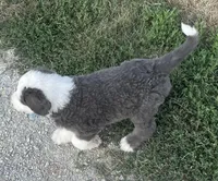 Blue, a male Sheepadoodle for sale in Claypool, IN – Photo 6 of 7
