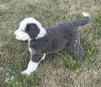 Blue, a male Sheepadoodle for sale in Claypool, IN – Photo 4 of 7