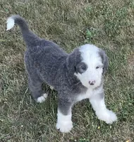 Blue, a male Sheepadoodle for sale in Claypool, IN – Photo 5 of 7