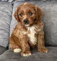 Ezra, a male Cavapoo for sale in Claypool, IN – 3 of 8