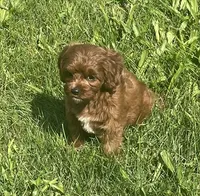 Tara, a female Cavapoo for sale in Claypool, IN – 7 of 8