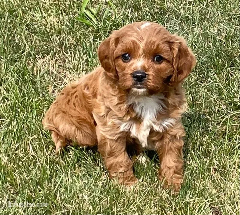 Ezra – Cavapoo puppy for sale in Claypool, IN