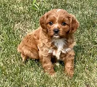 Ezra, a male Cavapoo for sale in Claypool, IN – 1 of 8