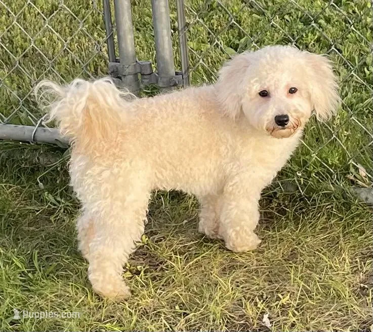 Hadley – Bichon Frise, Goldendoodle puppy for sale in Claypool, IN