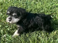 Samantha, a female Miniature Schnauzer for sale in Claypool, IN – 2 of 6