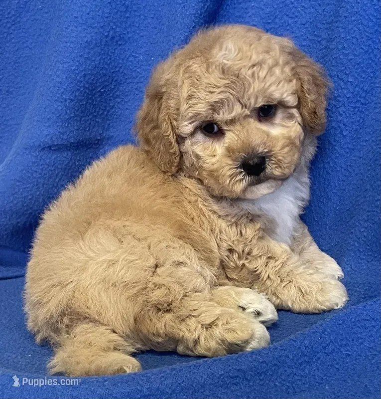 Bo  – Bichon Frise, Cavapoo puppy for sale in Claypool, IN