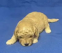 Bo , a male Bichon Frise and Cavapoo for sale in Claypool, IN – Photo 1 of 4