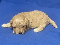 Bo , a male Bichon Frise and Cavapoo for sale in Claypool, IN – Photo 2 of 4