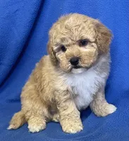 Bo , a male Bichon Frise and Cavapoo for sale in Claypool, IN – Photo 7 of 7